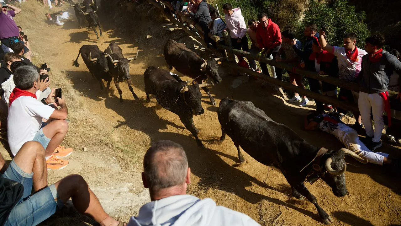 Séptimo encierro del Pilón en las fiestas de Falces de 2025 con vacas de la ganadería de Juan José Laparte de Marcilla. IÑIGO ALZUGARAY