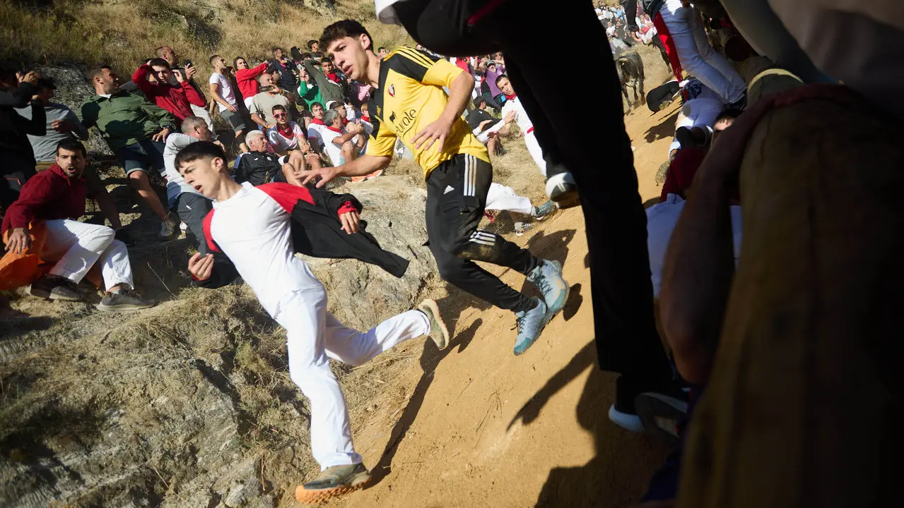 Séptimo encierro del Pilón en las fiestas de Falces de 2025 con vacas de la ganadería de Juan José Laparte de Marcilla. IÑIGO ALZUGARAY