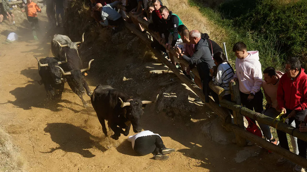 Séptimo encierro del Pilón en las fiestas de Falces de 2025 con vacas de la ganadería de Juan José Laparte de Marcilla. IÑIGO ALZUGARAY