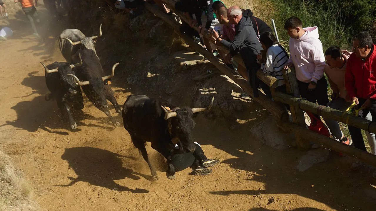 Séptimo encierro del Pilón en las fiestas de Falces de 2025 con vacas de la ganadería de Juan José Laparte de Marcilla. IÑIGO ALZUGARAY