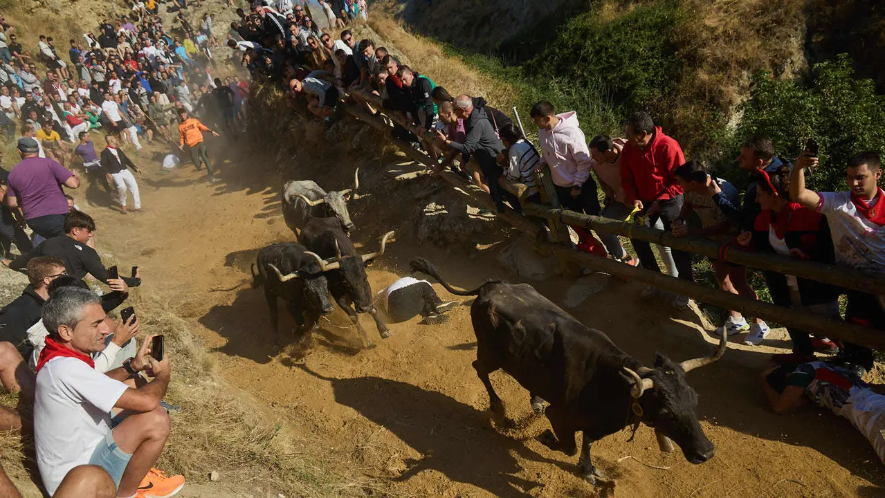 Séptimo encierro del Pilón en las fiestas de Falces de 2025 con vacas de la ganadería de Juan José Laparte de Marcilla. IÑIGO ALZUGARAY