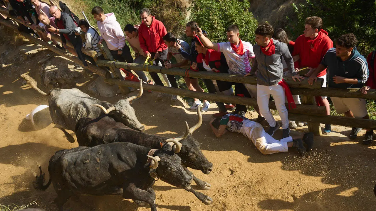 Séptimo encierro del Pilón en las fiestas de Falces de 2025 con vacas de la ganadería de Juan José Laparte de Marcilla. IÑIGO ALZUGARAY