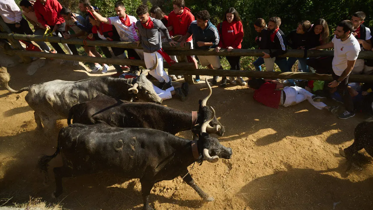 Séptimo encierro del Pilón en las fiestas de Falces de 2025 con vacas de la ganadería de Juan José Laparte de Marcilla. IÑIGO ALZUGARAY