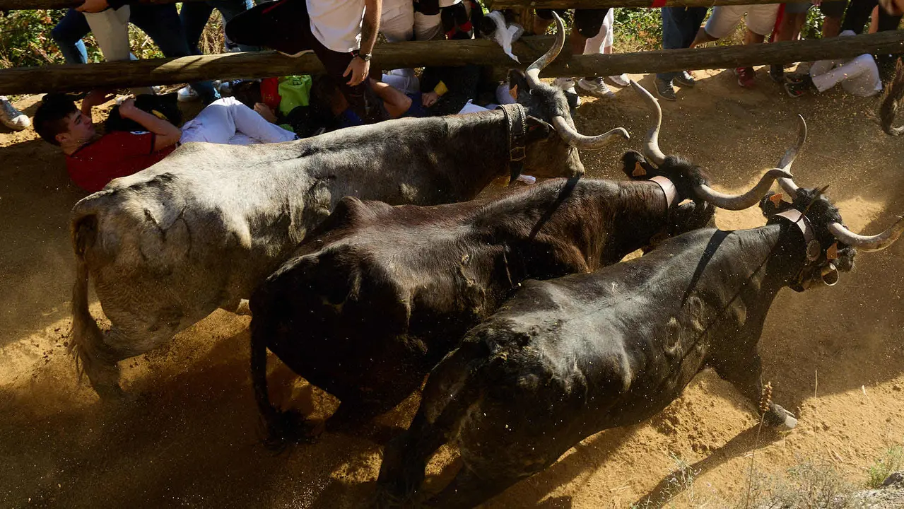 Séptimo encierro del Pilón en las fiestas de Falces de 2025 con vacas de la ganadería de Juan José Laparte de Marcilla. IÑIGO ALZUGARAY