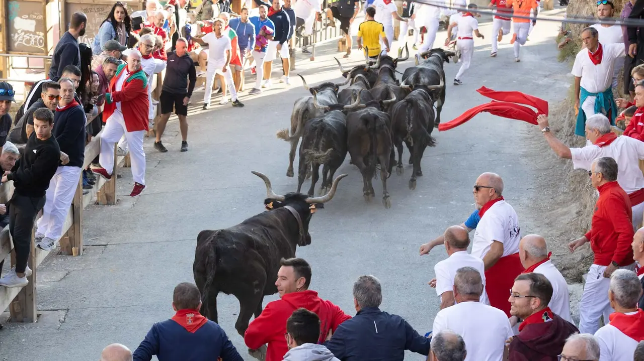 Séptimo encierro del Pilón con vacas de la ganadería Juan José Laparte. Maite H. Mateo..-02