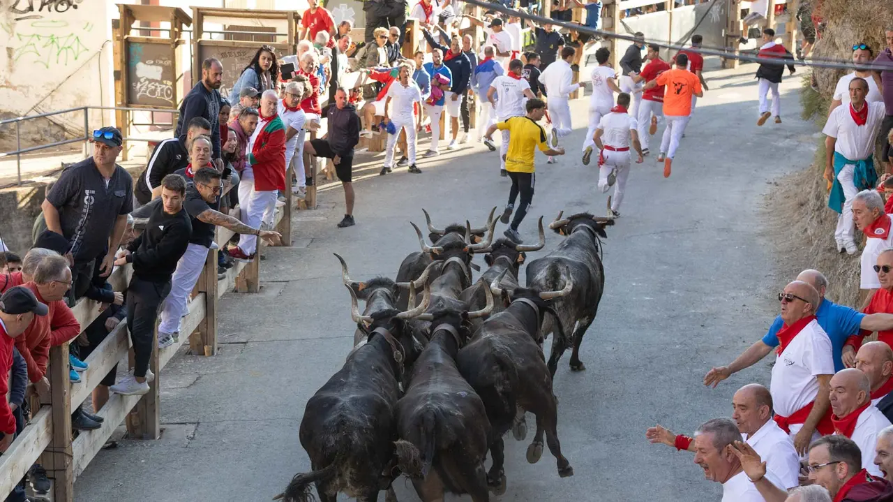 Séptimo encierro del Pilón con vacas de la ganadería Juan José Laparte. Maite H. Mateo..-03