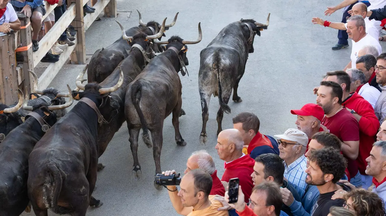 Séptimo encierro del Pilón con vacas de la ganadería Juan José Laparte. Maite H. Mateo..-05