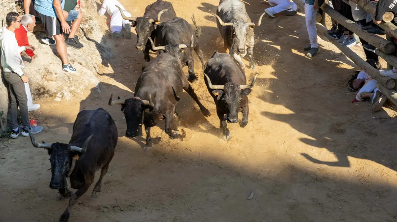 Séptimo encierro del Pilón con vacas de la ganadería Juan José Laparte. Maite H. Mateo..-07