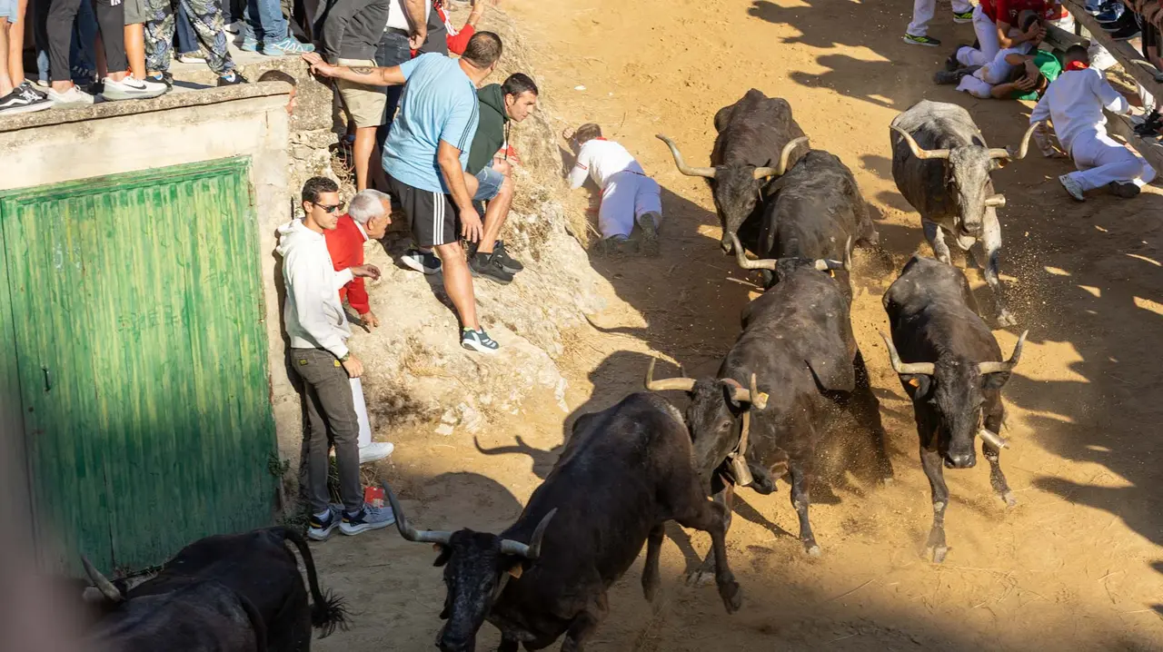 Séptimo encierro del Pilón con vacas de la ganadería Juan José Laparte. Maite H. Mateo..-08