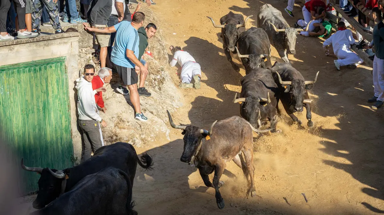 Séptimo encierro del Pilón con vacas de la ganadería Juan José Laparte. Maite H. Mateo..-09