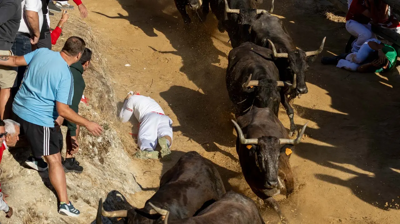 Séptimo encierro del Pilón con vacas de la ganadería Juan José Laparte. Maite H. Mateo..-11