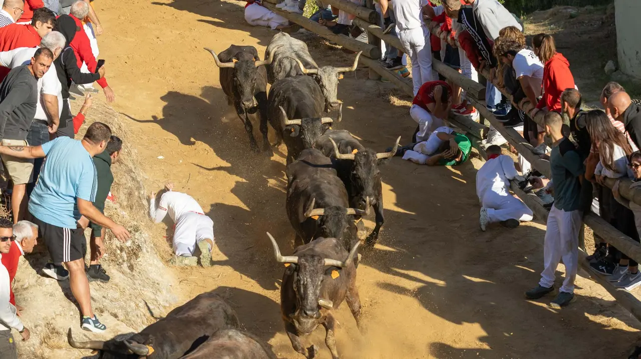 Séptimo encierro del Pilón con vacas de la ganadería Juan José Laparte. Maite H. Mateo..-10