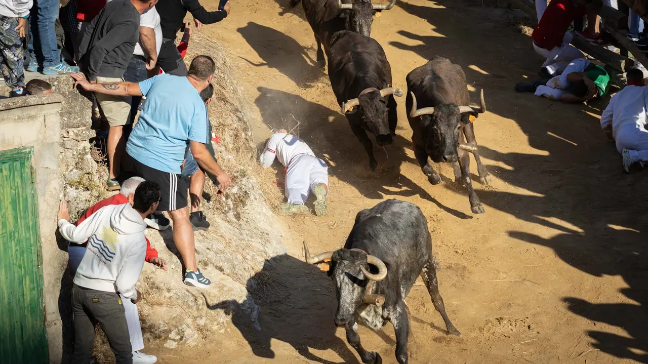 Séptimo encierro del Pilón con vacas de la ganadería Juan José Laparte. Maite H. Mateo..-13
