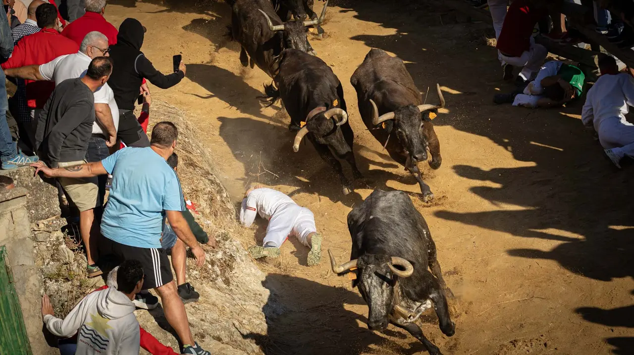 Séptimo encierro del Pilón con vacas de la ganadería Juan José Laparte. Maite H. Mateo..-14