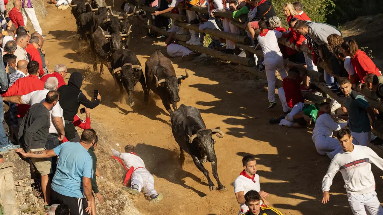 Séptimo encierro del Pilón con vacas de la ganadería Juan José Laparte. Maite H. Mateo..-16