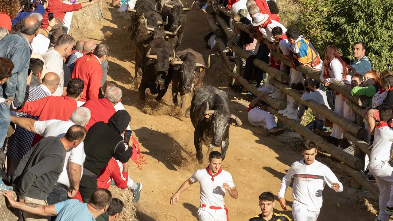 Séptimo encierro del Pilón con vacas de la ganadería Juan José Laparte. Maite H. Mateo..-18