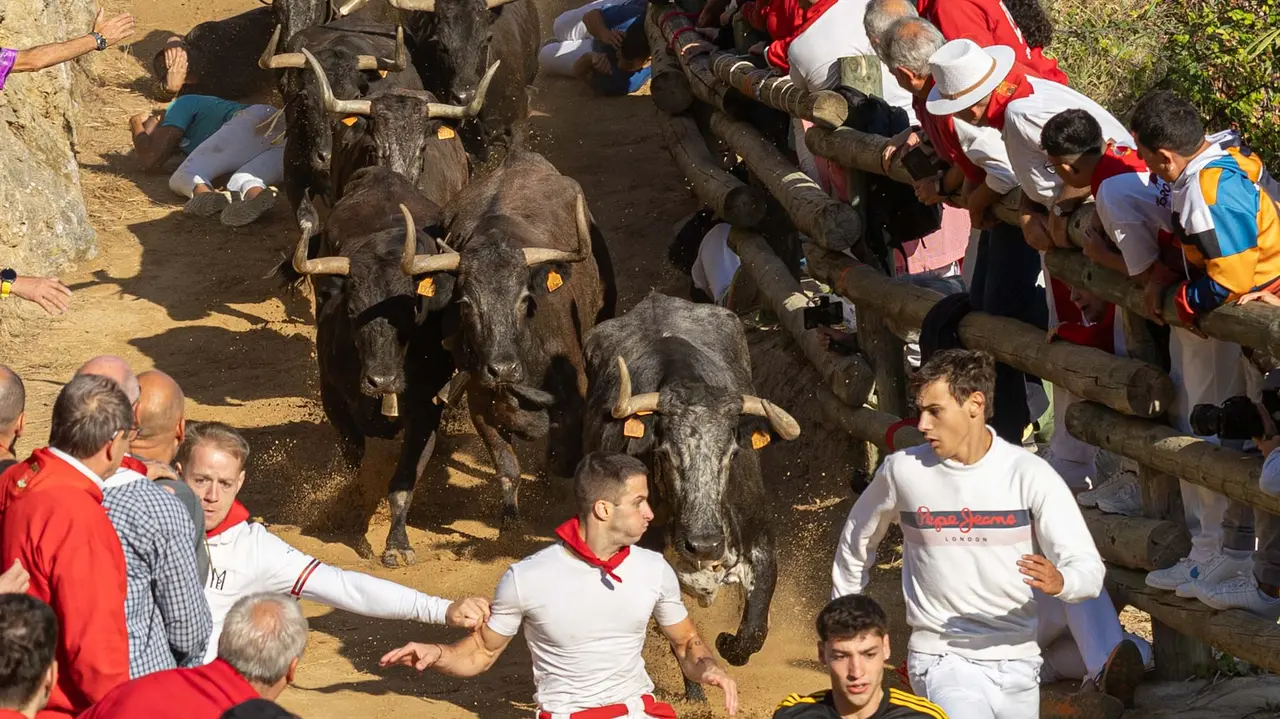 Séptimo encierro del Pilón con vacas de la ganadería Juan José Laparte. Maite H. Mateo..-19