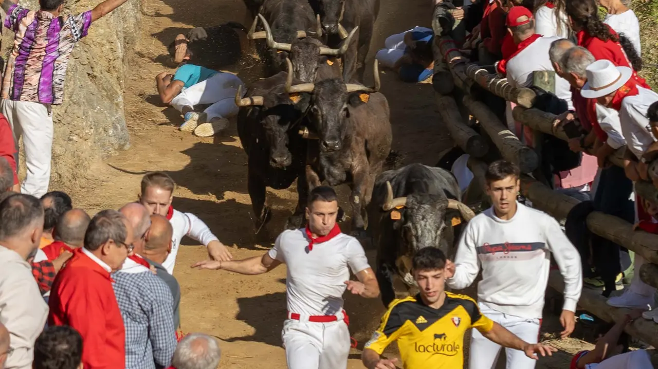 Séptimo encierro del Pilón con vacas de la ganadería Juan José Laparte. Maite H. Mateo..-20