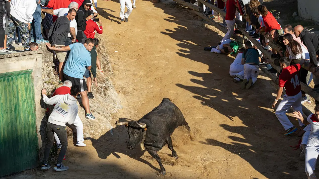 Séptimo encierro del Pilón con vacas de la ganadería Juan José Laparte. Maite H. Mateo..-21