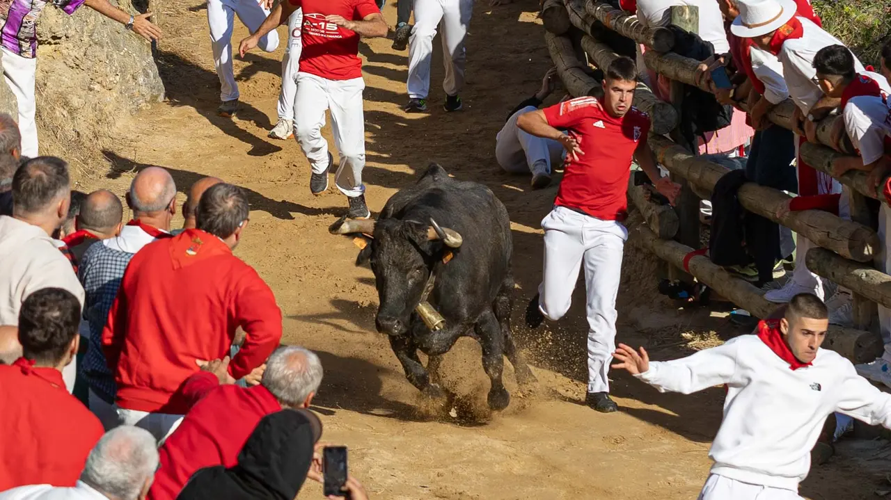 Séptimo encierro del Pilón con vacas de la ganadería Juan José Laparte. Maite H. Mateo..-23