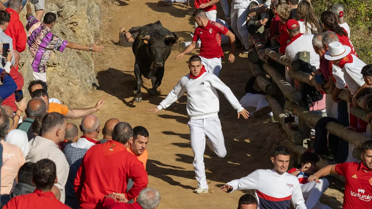 Séptimo encierro del Pilón con vacas de la ganadería Juan José Laparte. Maite H. Mateo..-26