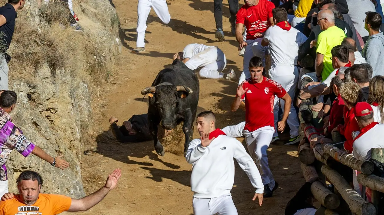 Séptimo encierro del Pilón con vacas de la ganadería Juan José Laparte. Maite H. Mateo..-27