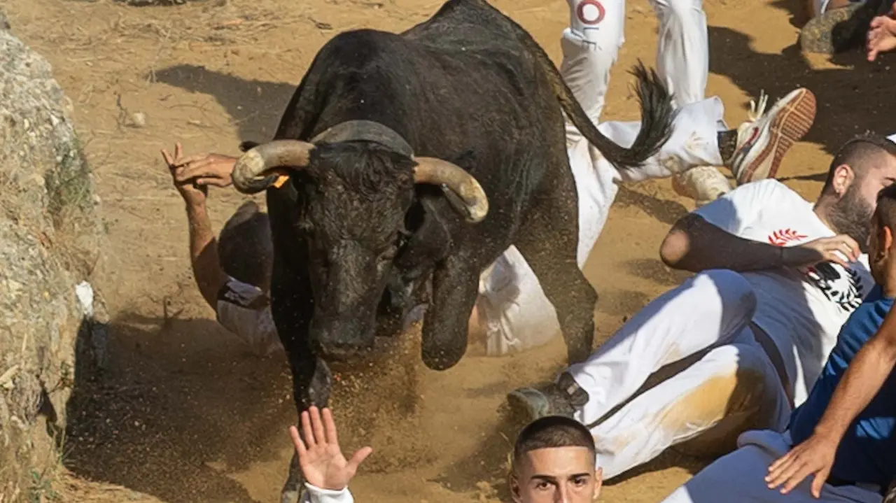 Séptimo encierro del Pilón con vacas de la ganadería Juan José Laparte. Maite H. Mateo..-30