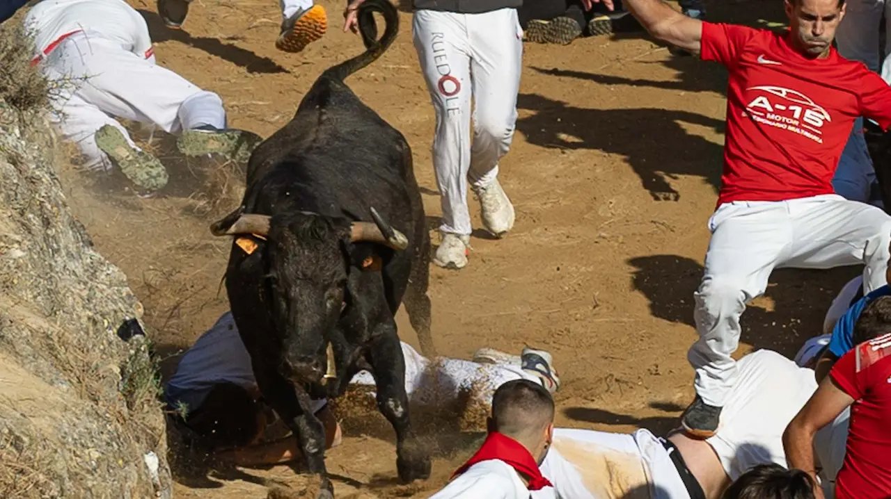 Séptimo encierro del Pilón con vacas de la ganadería Juan José Laparte. Maite H. Mateo..-33
