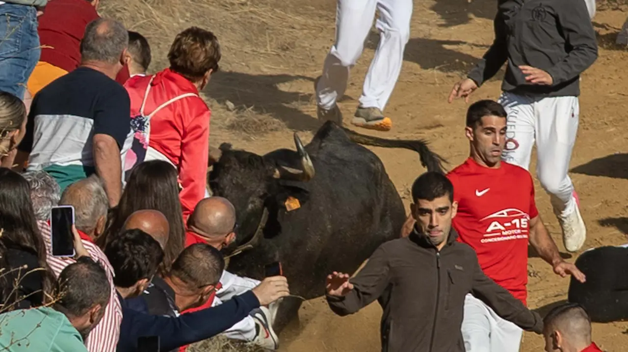 Séptimo encierro del Pilón con vacas de la ganadería Juan José Laparte. Maite H. Mateo..-39