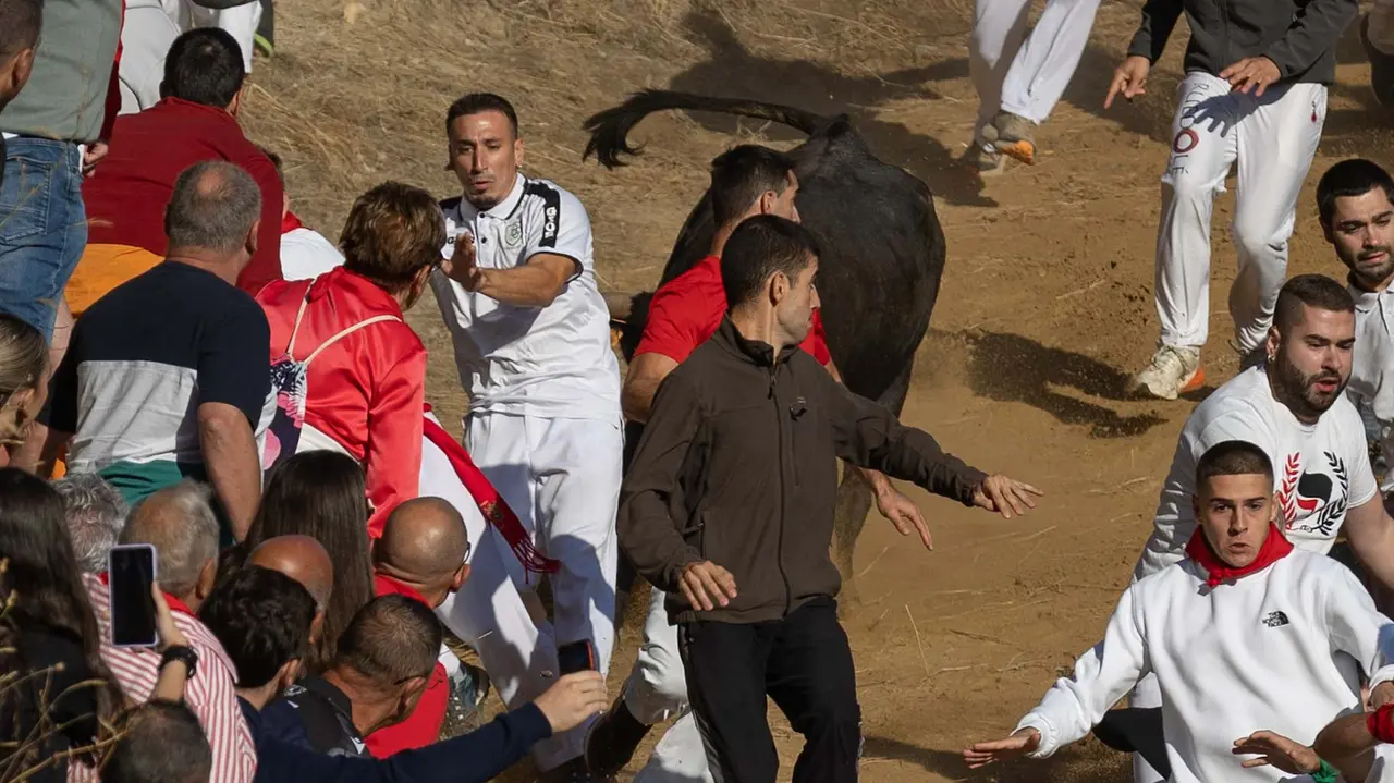 Séptimo encierro del Pilón con vacas de la ganadería Juan José Laparte. Maite H. Mateo..-40