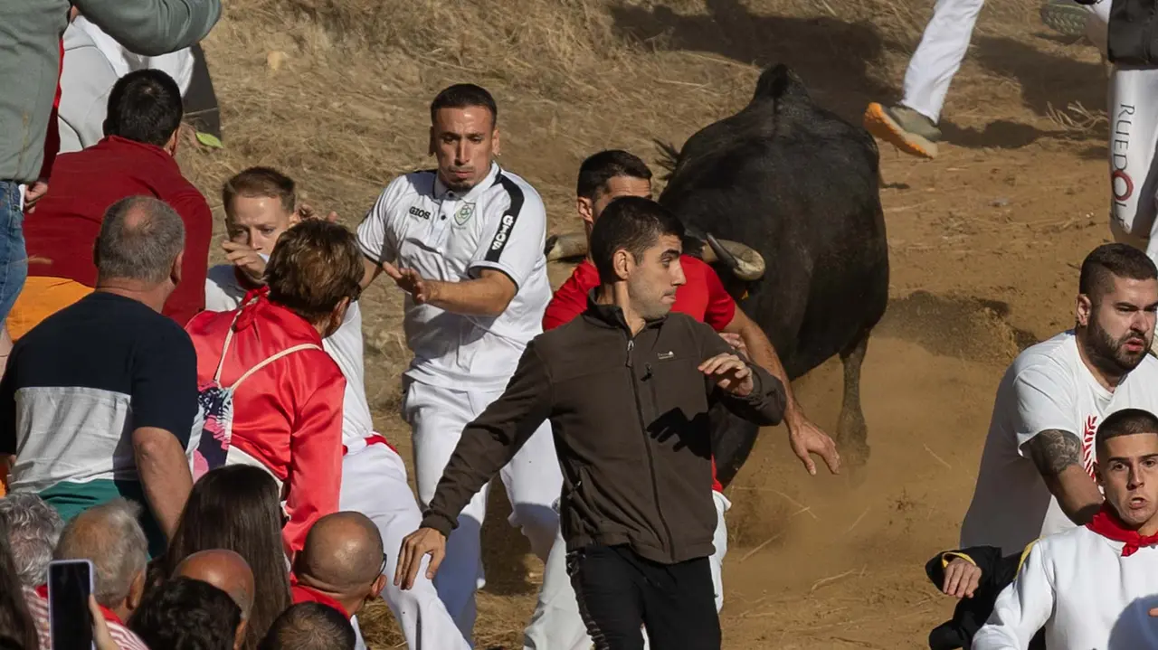 Séptimo encierro del Pilón con vacas de la ganadería Juan José Laparte. Maite H. Mateo..-41