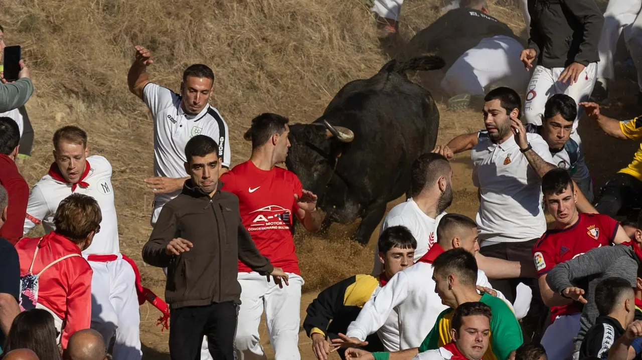 Séptimo encierro del Pilón con vacas de la ganadería Juan José Laparte. Maite H. Mateo..-43