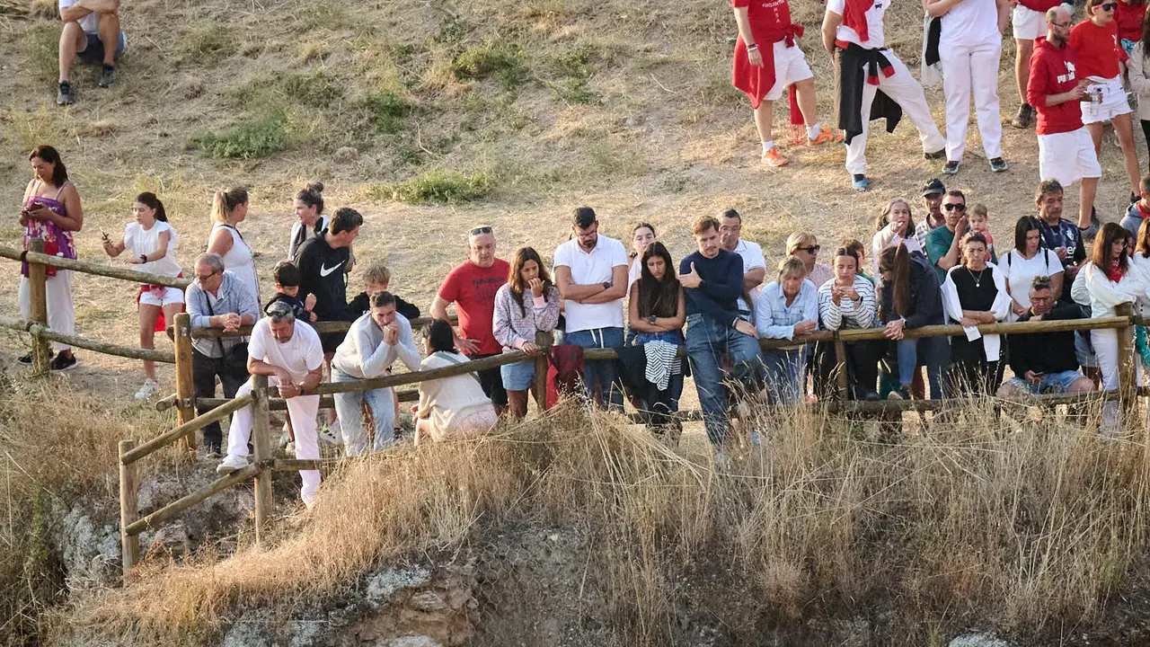 Octavo y último encierro del Pilón en las fiestas de Falces de 2025 con vacas de la ganadería de Teodoro Vergara de Falces. PABLO LASAOSA