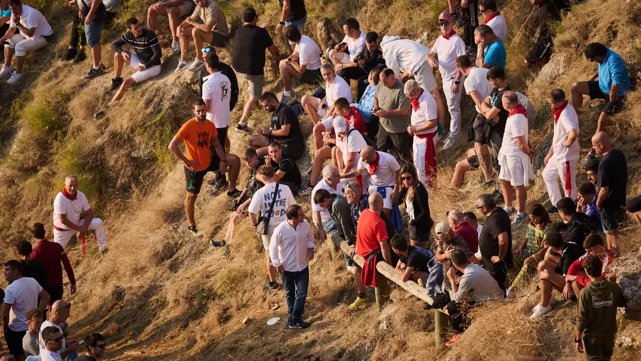 Octavo y último encierro del Pilón en las fiestas de Falces de 2025 con vacas de la ganadería de Teodoro Vergara de Falces. PABLO LASAOSA