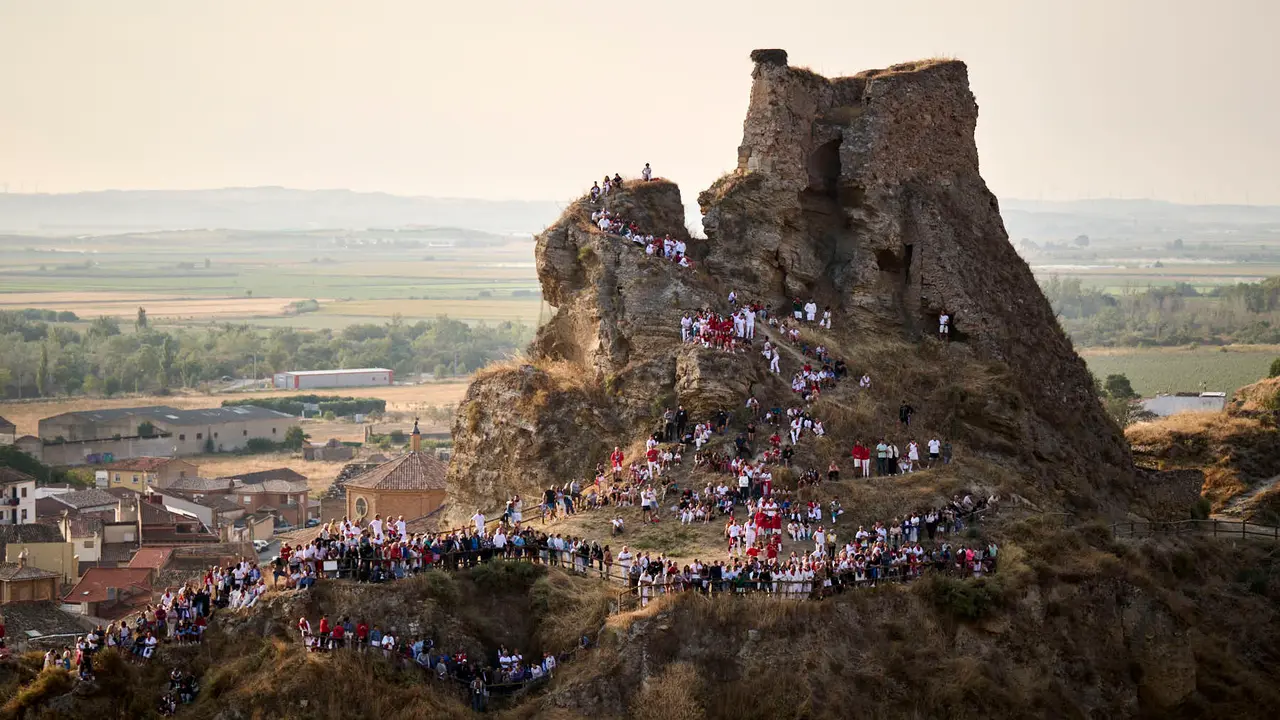Octavo y último encierro del Pilón en las fiestas de Falces de 2025 con vacas de la ganadería de Teodoro Vergara de Falces. PABLO LASAOSA