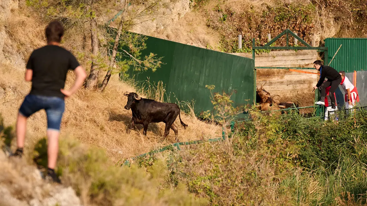 Octavo y último encierro del Pilón en las fiestas de Falces de 2025 con vacas de la ganadería de Teodoro Vergara de Falces. PABLO LASAOSA
