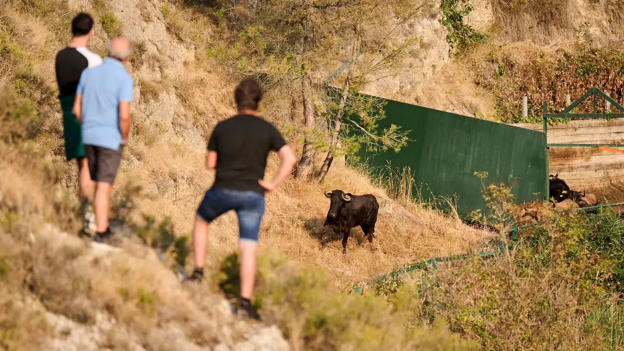 Octavo y último encierro del Pilón en las fiestas de Falces de 2025 con vacas de la ganadería de Teodoro Vergara de Falces. PABLO LASAOSA