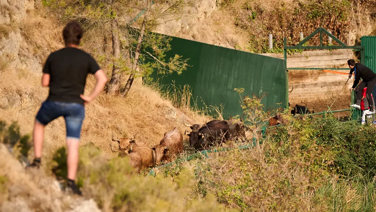 Octavo y último encierro del Pilón en las fiestas de Falces de 2025 con vacas de la ganadería de Teodoro Vergara de Falces. PABLO LASAOSA