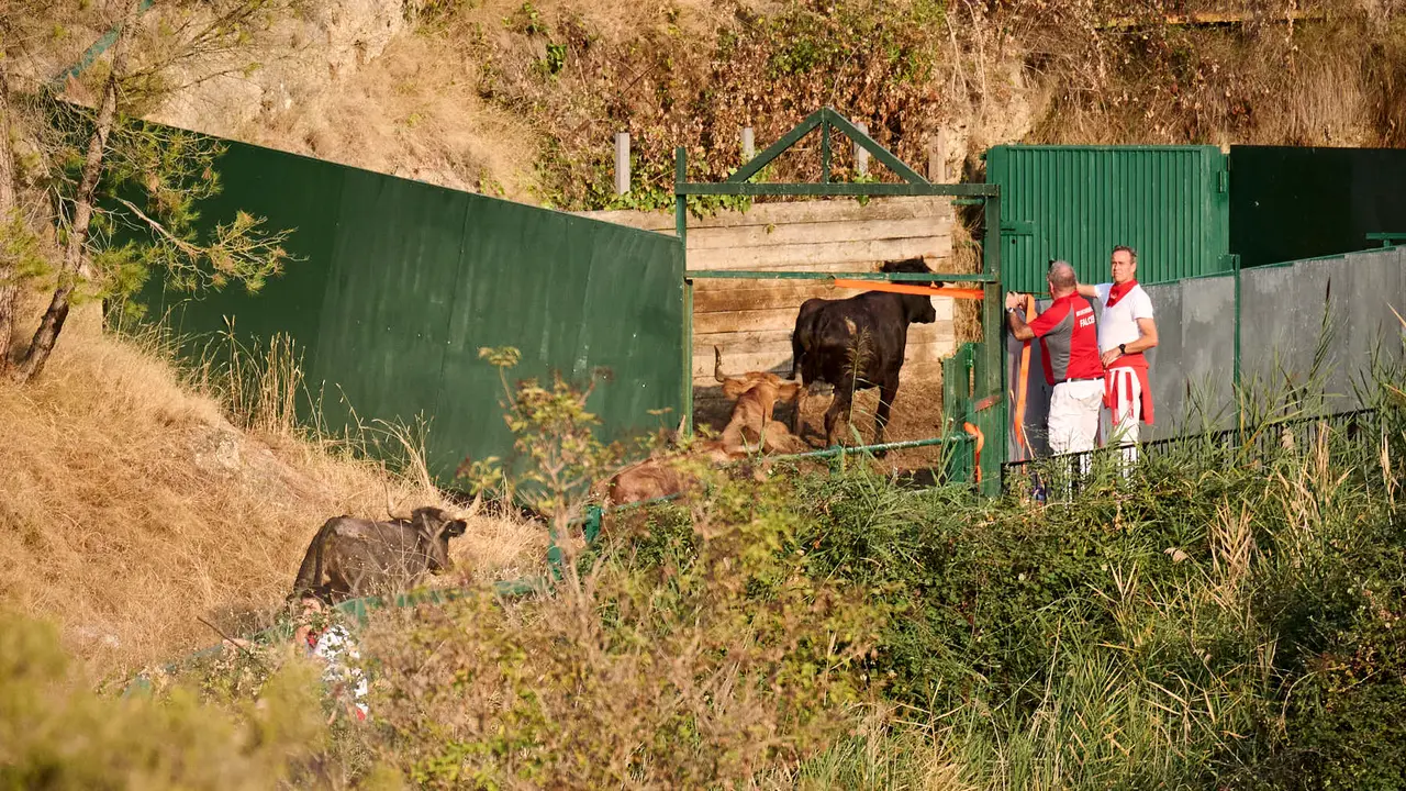 Octavo y último encierro del Pilón en las fiestas de Falces de 2025 con vacas de la ganadería de Teodoro Vergara de Falces. PABLO LASAOSA
