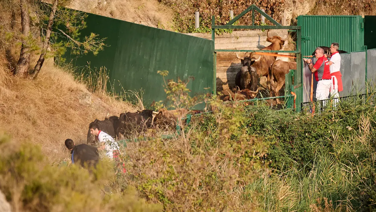 Octavo y último encierro del Pilón en las fiestas de Falces de 2025 con vacas de la ganadería de Teodoro Vergara de Falces. PABLO LASAOSA