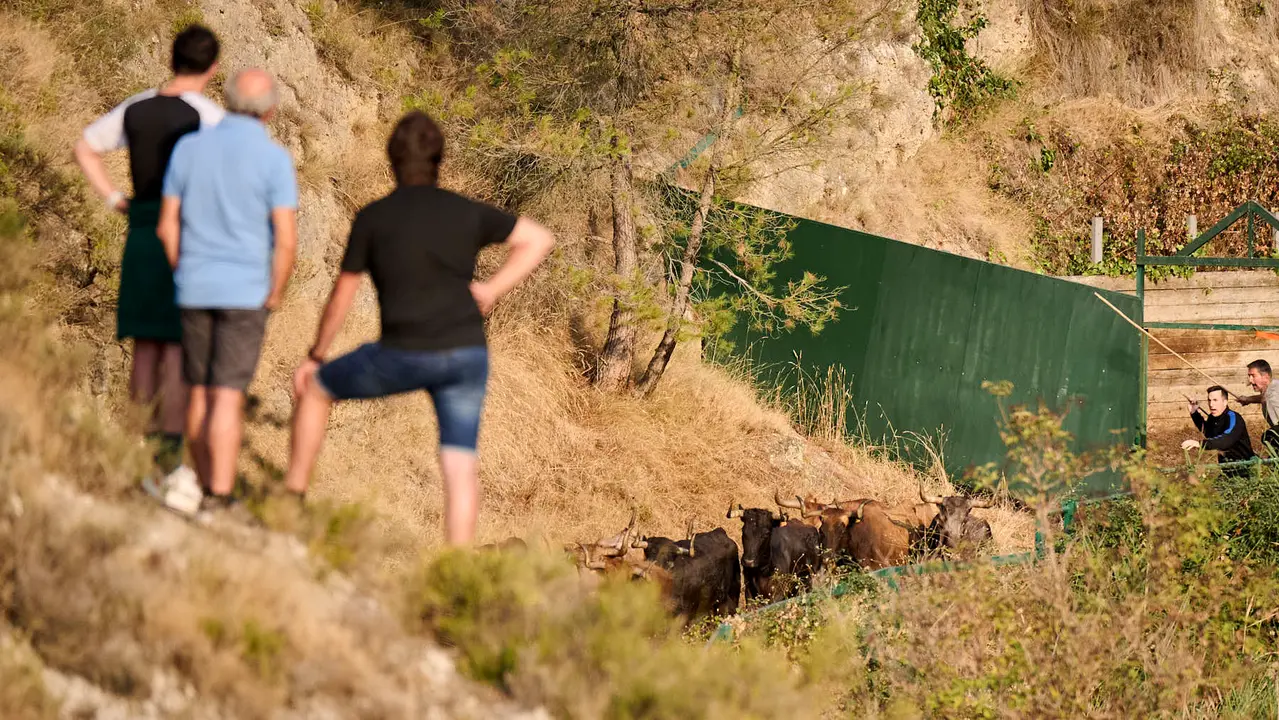 Octavo y último encierro del Pilón en las fiestas de Falces de 2025 con vacas de la ganadería de Teodoro Vergara de Falces. PABLO LASAOSA