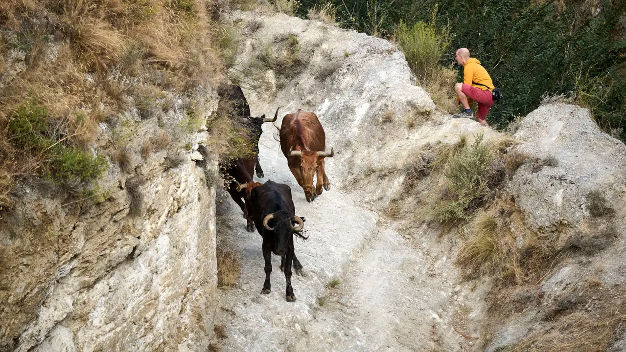 Octavo y último encierro del Pilón en las fiestas de Falces de 2025 con vacas de la ganadería de Teodoro Vergara de Falces. PABLO LASAOSA