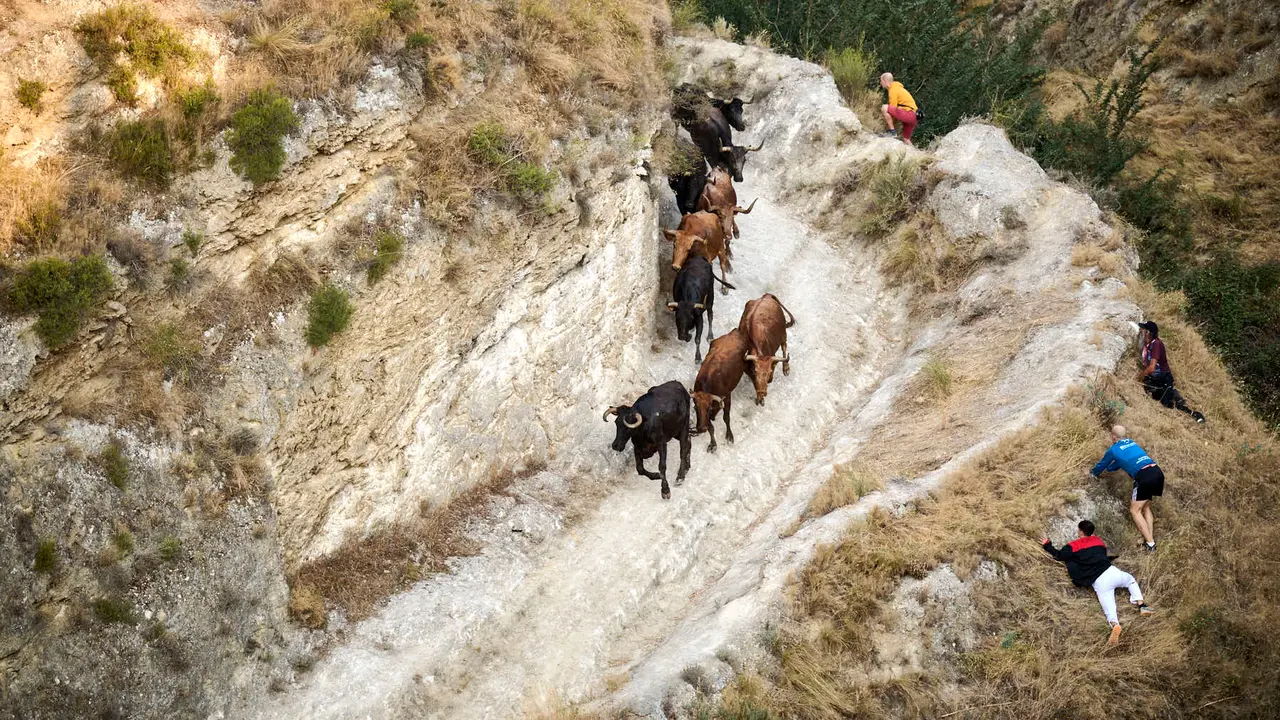 Octavo y último encierro del Pilón en las fiestas de Falces de 2025 con vacas de la ganadería de Teodoro Vergara de Falces. PABLO LASAOSA