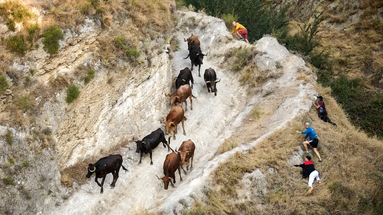 Octavo y último encierro del Pilón en las fiestas de Falces de 2025 con vacas de la ganadería de Teodoro Vergara de Falces. PABLO LASAOSA