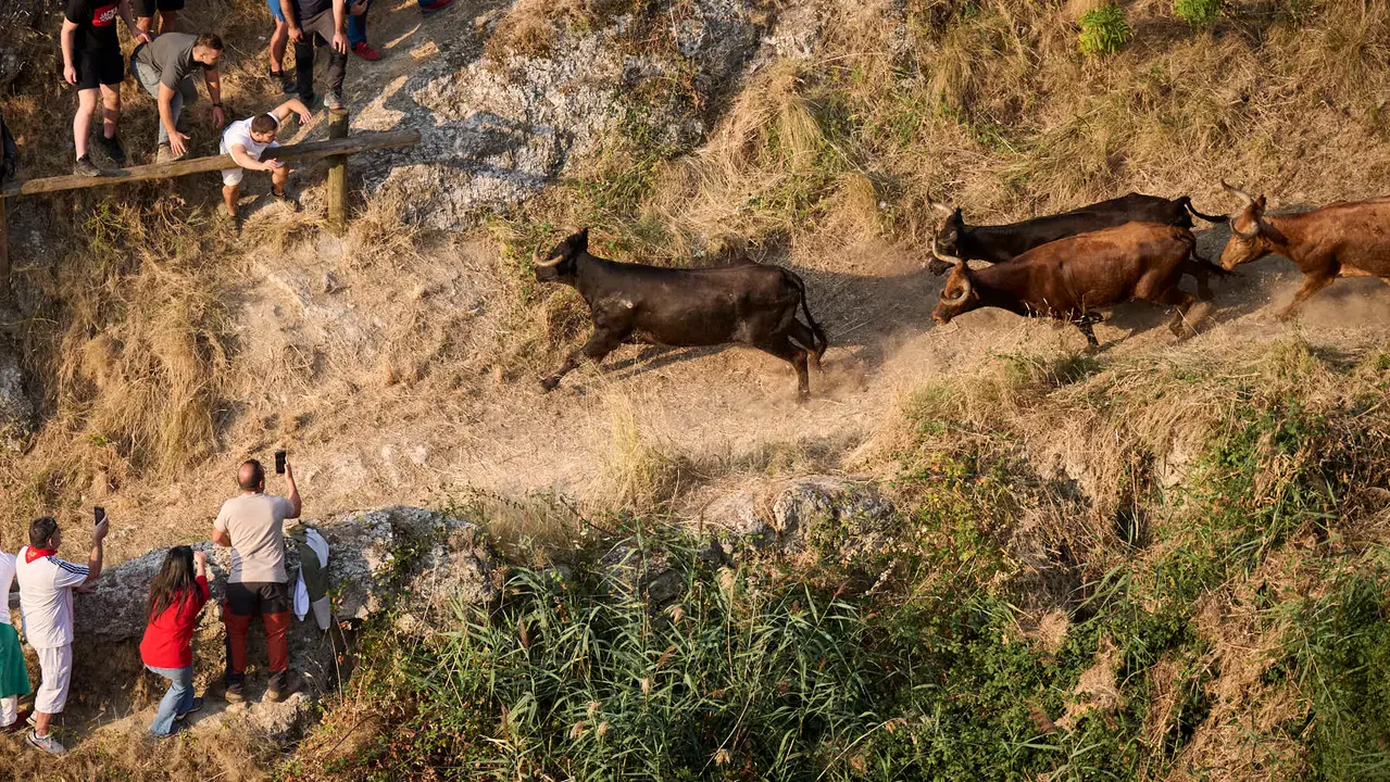 Octavo y último encierro del Pilón en las fiestas de Falces de 2025 con vacas de la ganadería de Teodoro Vergara de Falces. PABLO LASAOSA