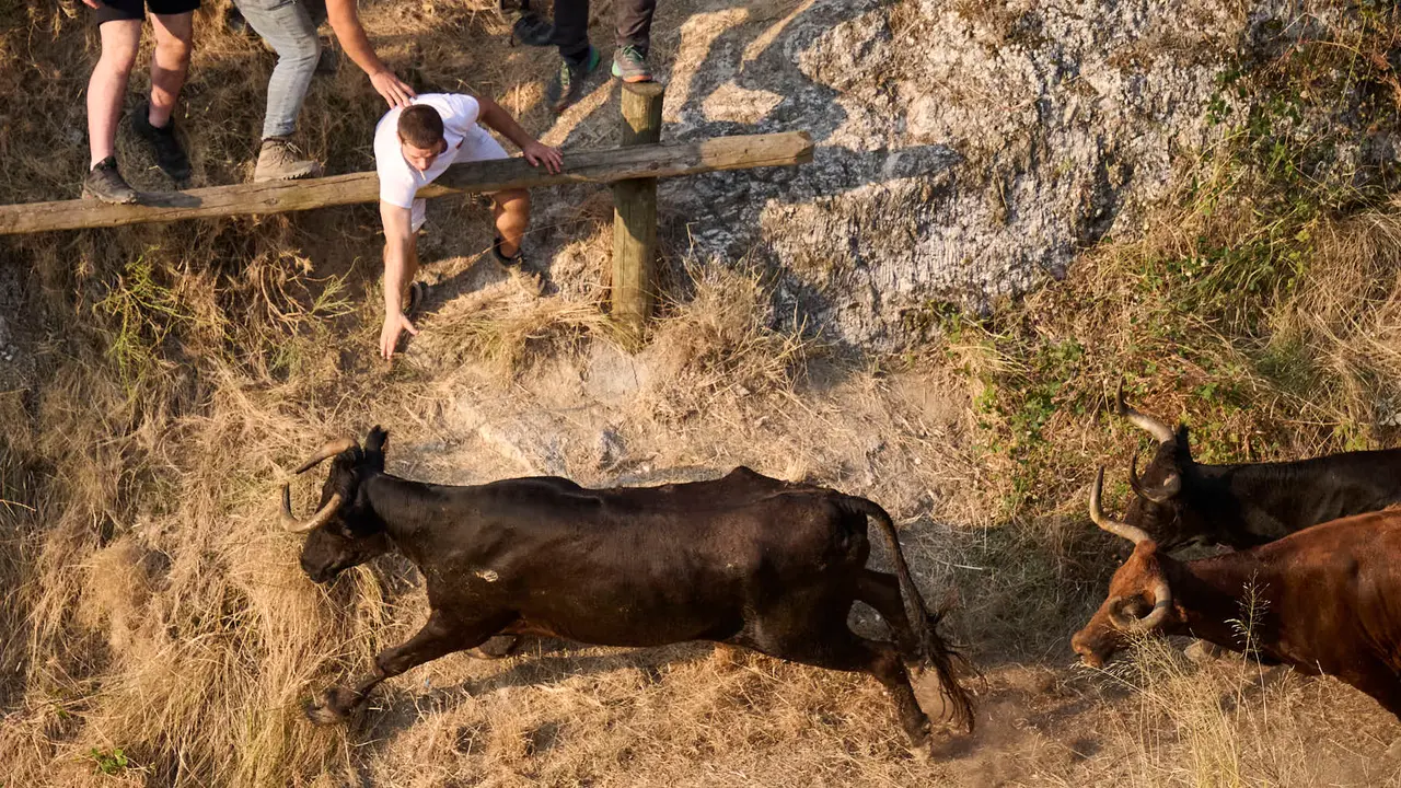 Octavo y último encierro del Pilón en las fiestas de Falces de 2025 con vacas de la ganadería de Teodoro Vergara de Falces. PABLO LASAOSA