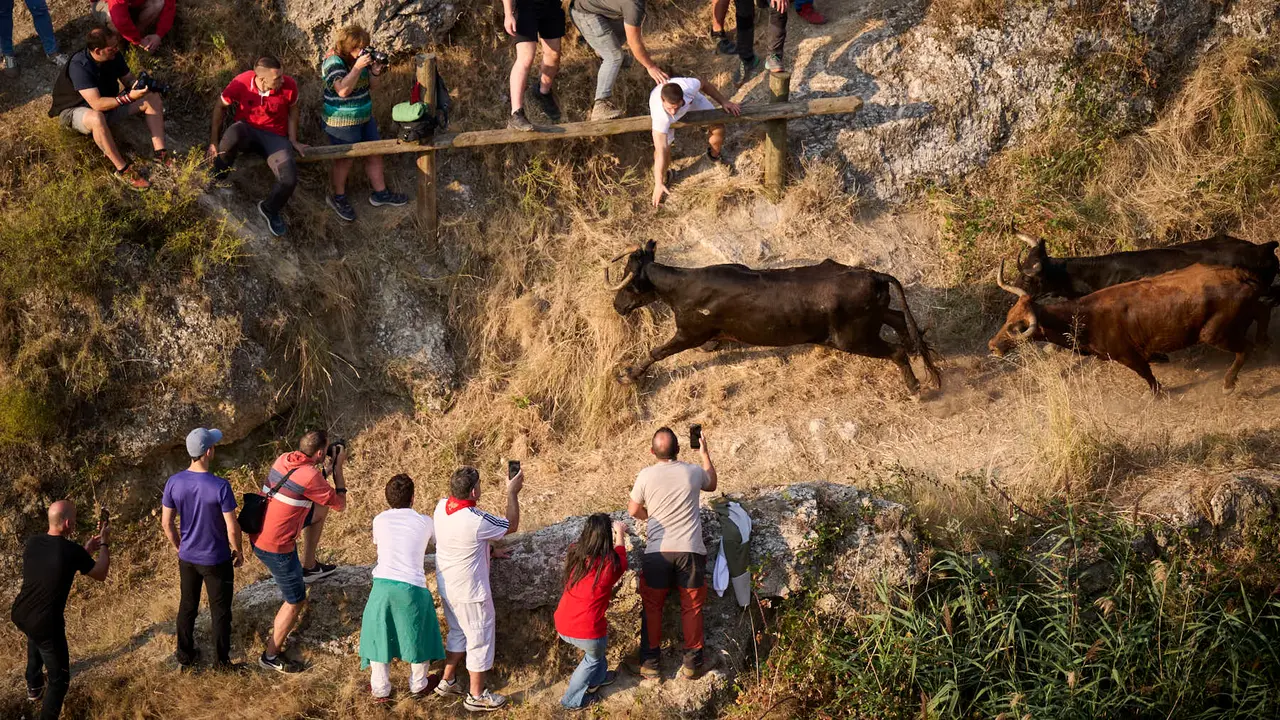 Octavo y último encierro del Pilón en las fiestas de Falces de 2025 con vacas de la ganadería de Teodoro Vergara de Falces. PABLO LASAOSA