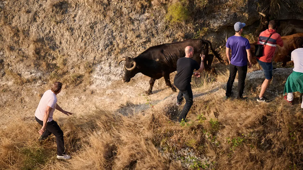Octavo y último encierro del Pilón en las fiestas de Falces de 2025 con vacas de la ganadería de Teodoro Vergara de Falces. PABLO LASAOSA