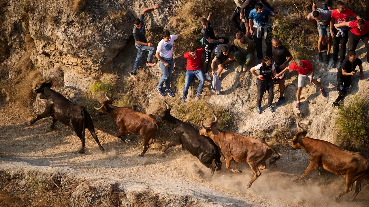 Octavo y último encierro del Pilón en las fiestas de Falces de 2025 con vacas de la ganadería de Teodoro Vergara de Falces. PABLO LASAOSA