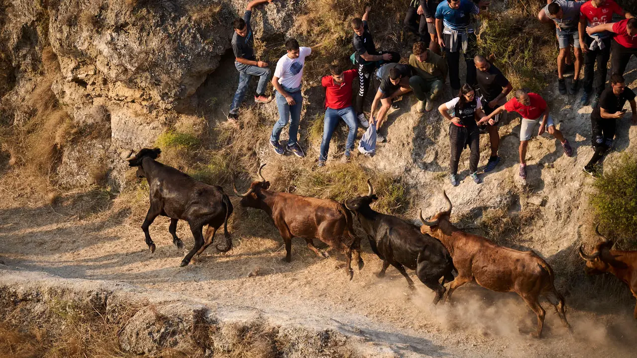 Octavo y último encierro del Pilón en las fiestas de Falces de 2025 con vacas de la ganadería de Teodoro Vergara de Falces. PABLO LASAOSA